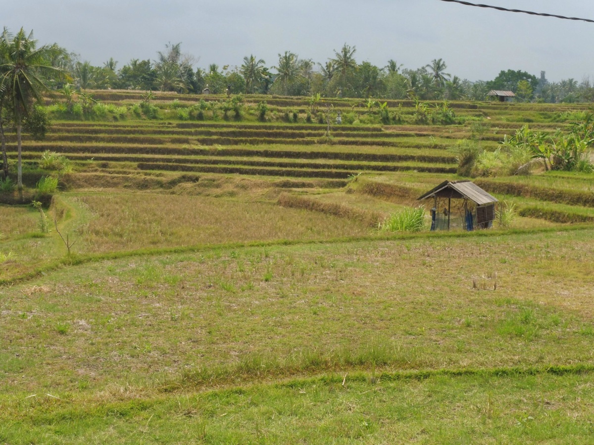 Local rice fields